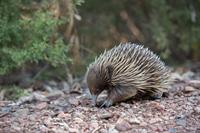 echidna-pix.jpg