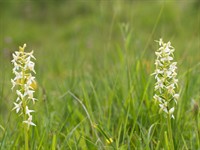 Shutterstock_1436237699_platanthera bifolia_smaržīgā naktsvijole.jpg