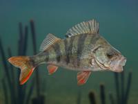 shutterstock_1588232812_perch_asaris.jpg