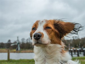 shutterstock_1179827566_Dog in the wind_Suns vējā.jpg