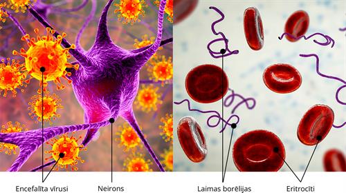 YCUZD_230726_5389_encefalīts un laimas slimība.jpg