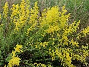 Shutterstock_2328495549_galium verum_īstā madara.jpg