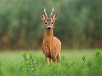 shutterstock_2159930555_roe deer_stirna.jpg