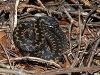 shutterstock_1335406103_viper_odze.jpg