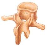 vertebra.jpg