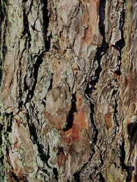 shutterstock_2764483389_pine bark texture_priedes mizas tekstūra.jpg
