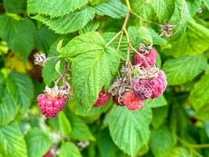 Shutterstock_2585690231_raspberries_avenes.jpg