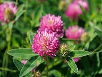 shutterstock_2492997757_red clover_sarkanais āboliņš.jpg
