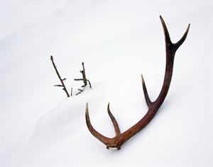 antler pir.jpg