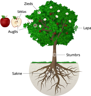 Auga_daļas3.png