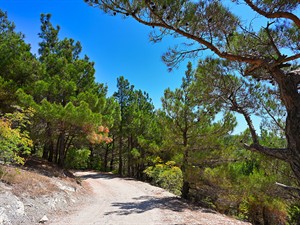 shutterstock_2598499247_pine forest_priežu mežs.jpg