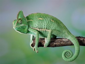 Shutterstock_1818634868_chameleon_hameleons.jpg