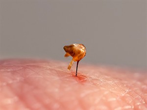 shutterstock_2413130617_bee sting stuck into human skin_bites dzelonis cilvēka ādā.jpg