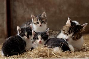 cat-family-5074732_1920.jpg