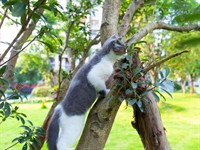 Shutterstock_1411575494_cat climbing tree_kaķis rāpjas kokā.jpg