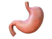 Shutterstock_1577112355_stomach_kuņģis.jpg