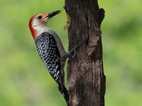 shutterstock_2291994507_woodpecker_dzenis.jpg
