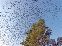 shutterstock_1043115607_Many birds gather in the flock_Daudz putnu pulcējas barā.jpg