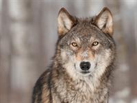 Shutterstock_136124996_wolf_vilks.jpg