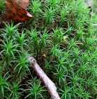 polytrichum_longisetum_270812.png