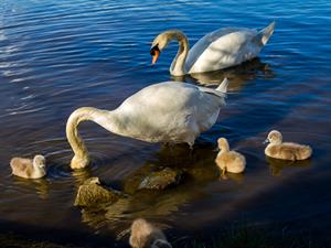 shutterstock_1913986597_swan family_gulbju ģimene.jpg