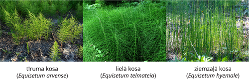 YCUZD_261014_6873_Augu sistēma_4.png