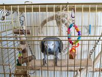 shutterstock_2003171528_parrot cage_papagaiļa būris.jpg