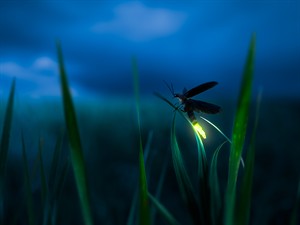 shutterstock_1171333627_glowing firefly_jāņtārpiņš.jpg
