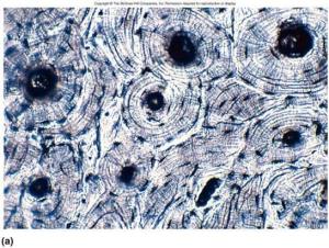 bone-tissue-(compact).jpg