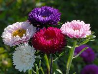 shutterstock_2211387669_aster_asteres.jpg