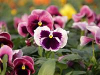 Shutterstock_1264511359_pansy_atraitnītes.jpg