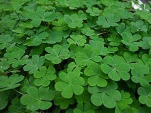 shutterstock_1625634463_wood sorrel_zaķkāposti.jpg