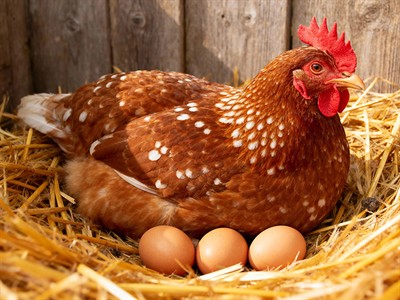 shutterstock_2691287945_hen sitting on eggs_vista sēž uz olām.jpg