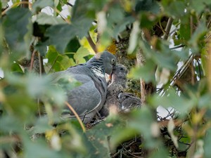 shutterstock_1938818761_nesting wood pigeon_baloži ligzdā.jpg