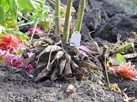 shutterstock_1826243396_dahlia roots_dālijas saknes.jpg