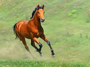 Shutterstock_105295910_horse running_zirgs skrien.jpg