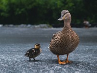 shutterstock_2515864447_duck with duckling_pīle ar pīlēnu.jpg
