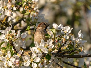 shutterstock_2624726865_sparrow_zvirbulis.jpg