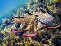 Shutterstock_2500986565_octopus_astoņkājis (1).jpg