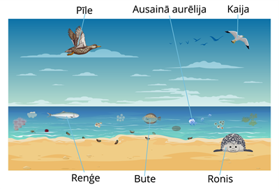 YCUZD_250731_7453_jura_ar dzivniekiem.png