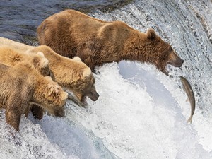 shutterstock_2199748173_brown bear catching fish in the river_brūnie lāči ķer zivi upē.jpg