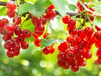 shutterstock_1891081675_red currant_jāņogas.jpg