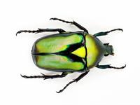 Shutterstock_2227280047_beetle_vabole.jpg