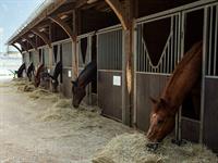 shutterstock_2301522263_stable_stallis.jpg