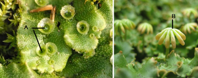 Marchantia.polymorpha2.png