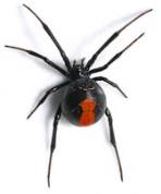 Black Widow Spider.jpg