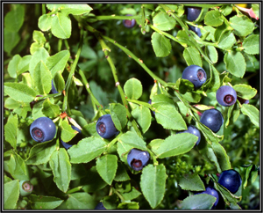 Vaccinium-Myrtillus.png