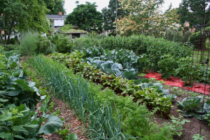 shannon-veg-garden.png