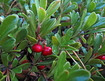 m_arctostaphylos_uva_ursi_260913.png