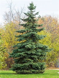 Shutterstock_2241256809_spruce tree_egle.jpg